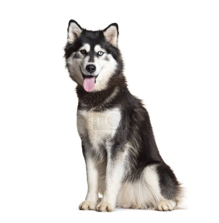 Siberian Husky sitting panting and looking at the camera, isolated on white