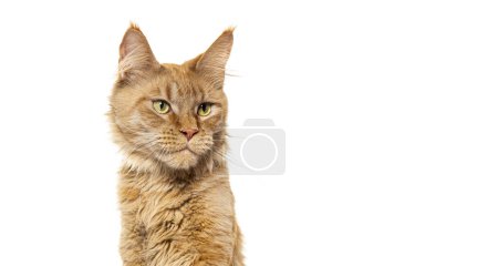 Photo for Portrait of a Young red Maine coon pawing up, isolated on white - Royalty Free Image