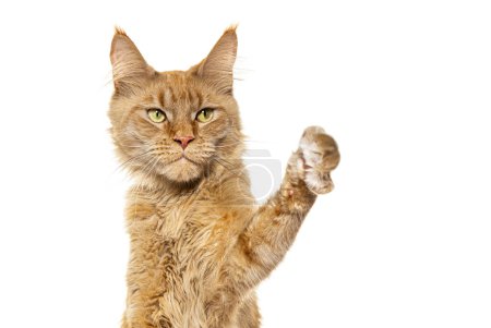 Téléchargez les photos : Portrait d'un chat Pawing up, Maine coon, isolé sur blanc - en image libre de droit