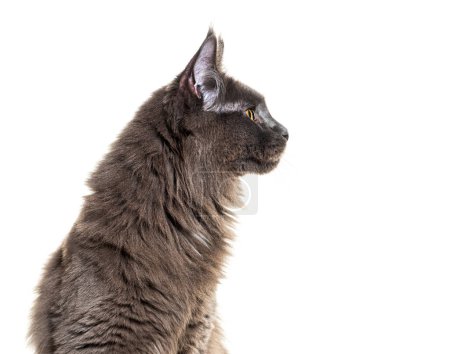 Foto de Foto de la cabeza, retrato de vista lateral de un gato negro gris de Maine mirando hacia otro lado, aislado en blanco - Imagen libre de derechos