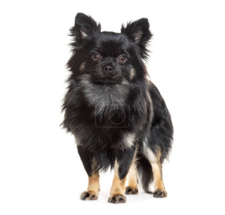 Cute Spitz dog with black and tan fur portrait isolated on a white background