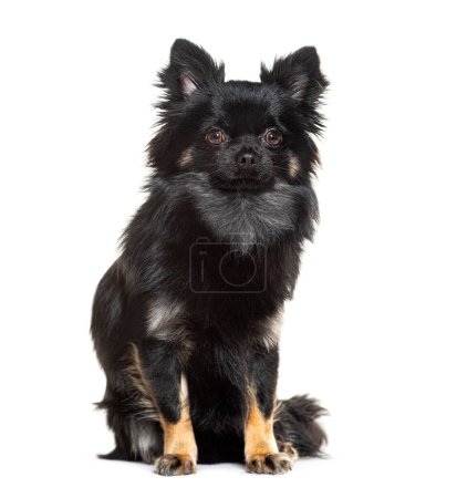 Foto de Encantador perro Spitz negro con ojos atentos sentado sobre un fondo blanco - Imagen libre de derechos
