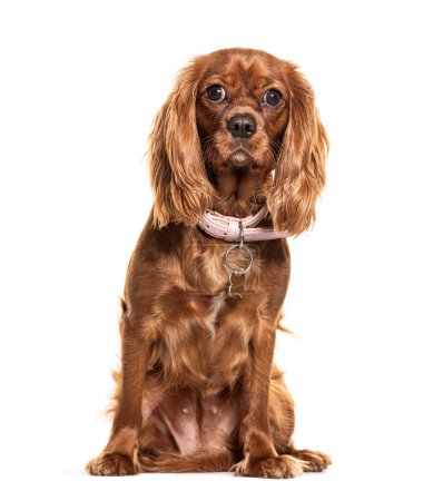 Photo for Cute brown Cavalier King Charles puppy with glossy fur sitting against a white backdrop, looking at the camera - Royalty Free Image