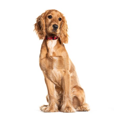 Photo for Portrait of a cute golden spaniel with a red collar sitting against a white backdrop - Royalty Free Image