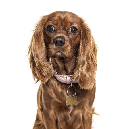 Photo for Close-up of a brown cavalier king charles spaniel against a white background - Royalty Free Image