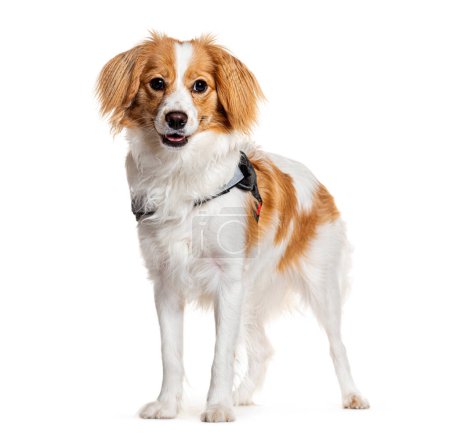 Photo for Cheerful mixed breed dog mixed Cavalier King Charles and Spitz, with fluffy fur stands against a pure white backdrop - Royalty Free Image