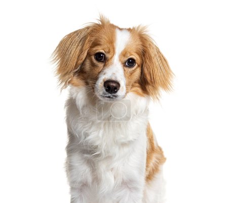 Foto de Encantador perro de raza mixta mezclado Cavalier King Charles y Spitz, con piel marrón y blanca mirando atentamente a la cámara - Imagen libre de derechos