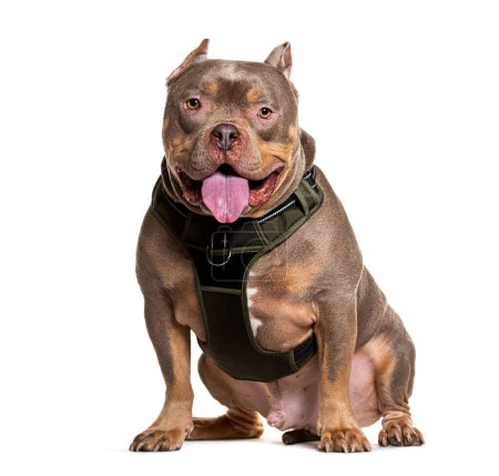 Photo for Well-trained American Bully wearing a harness sits smiling against a white background - Royalty Free Image