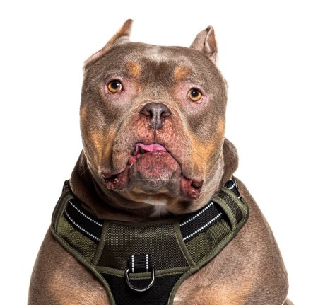 Téléchargez les photos : Gros plan d'un chien de race American Bully bien dressé avec un harnais, isolé sur un fond blanc - en image libre de droit
