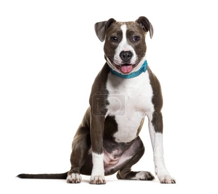 Téléchargez les photos : Gai American Staffordshire Terrier avec un col bleu pose sur un fond blanc - en image libre de droit