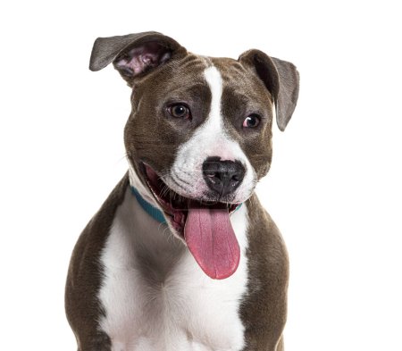 Cheerful staffordshire terrier with tongue out posing on a white background