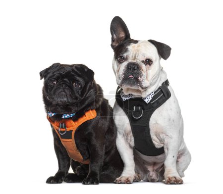 Foto de Adorable pug y bulldog lado a lado en elegantes arneses sobre un fondo blanco - Imagen libre de derechos