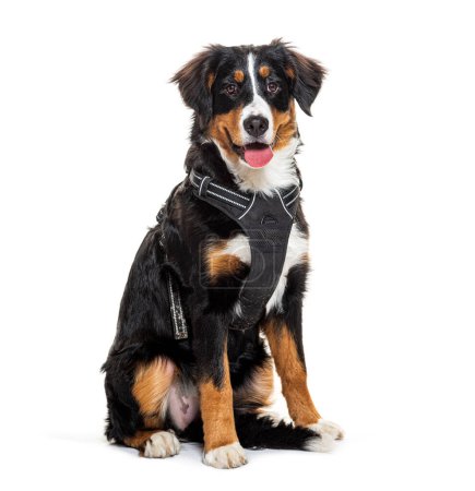 Portrait of a well-trained Mongrel wearing a black harness isolated on a white background