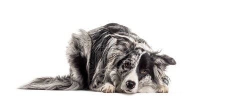 Full-length border collie lies down, gazing attentively, isolated on white