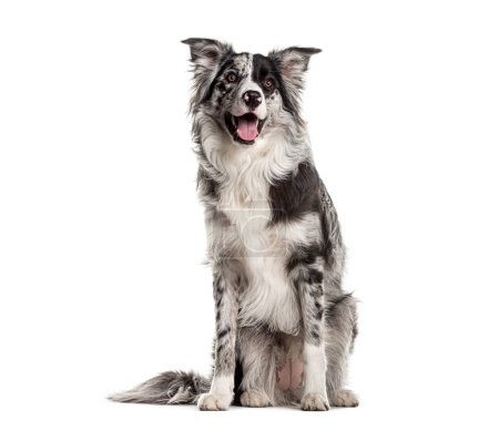 Téléchargez les photos : Bordure joyeuse collie chien assis et regardant attentivement, isolé sur blanc - en image libre de droit