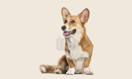 Photo for Studio portrait of a Welsh corgi Cardigan, sitting, looking away and panting with tongue out against a beige background - Royalty Free Image