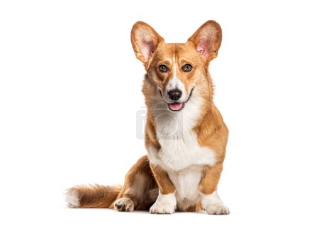 Photo for Panting Welsh corgi Cardigan looking at the camera, Isolated on white - Royalty Free Image