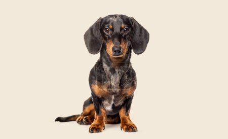 Photo for Studio portrait of a Sitting dachshund looking at the camera against a beige background - Royalty Free Image