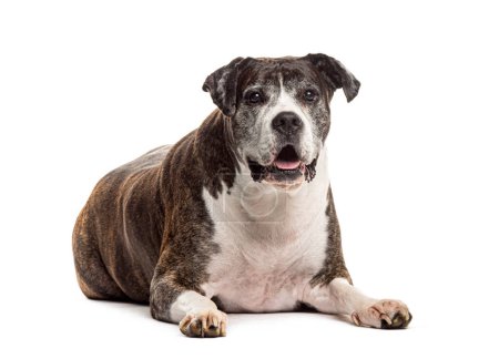Téléchargez les photos : Calme, vieux chien brindle bâtard reposant confortablement sur un fond blanc, impatient - en image libre de droit