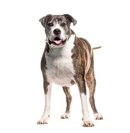 Photo for Cheerful mongrel dog with a collar stands against a white background, looking at the camera - Royalty Free Image