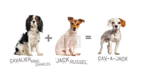 Foto de Ilustración de una mezcla entre dos razas de perros - el Rey Caballero Charles Spaniel y Jack Russell Terrier dando a luz a un cav-a-jack - Imagen libre de derechos