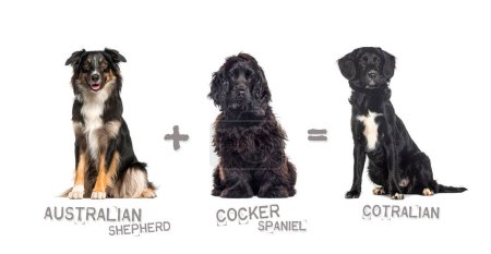 Illustration of a mix between two breeds of dog - australian shepherd and cocker spaniel giving birth to a cotralian