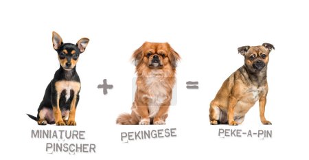 Foto de Ilustración de una mezcla entre dos razas de perros - Pinscher miniatura y pekinés dando a luz a un Peke-a-Pin - Imagen libre de derechos