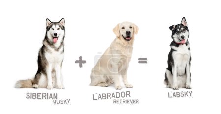 Téléchargez les photos : Illustration d'un mélange entre deux races de chiens - Husky sibérien et Labrador retriever donnant naissance à un Labsky - en image libre de droit