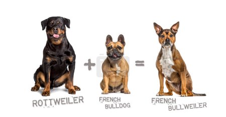 Foto de Ilustración de una mezcla entre dos razas de perros - rottweiler y bulldog francés dando a luz a un Bullweiler francés - Imagen libre de derechos