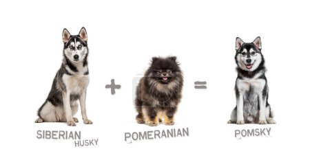 Foto de Ilustración de una mezcla entre dos razas de perros - Husky siberiano y pomerania dando a luz a un pomsky - Imagen libre de derechos