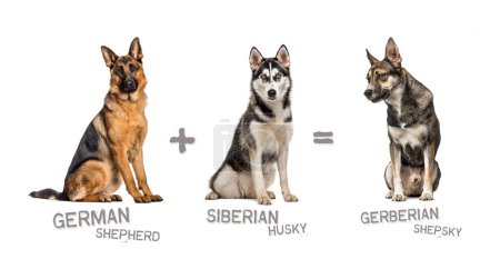 Photo for Illustration of a mix between two breeds of dog - German shepherd and Siberian Husky giving birth to a gerberian shepherd - Royalty Free Image