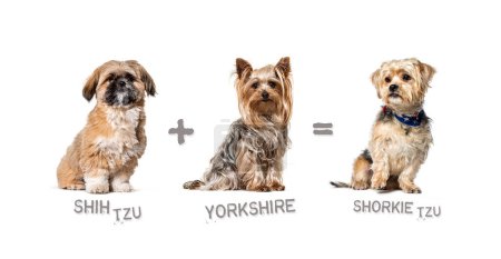 Téléchargez les photos : Illustration d'un mélange entre deux races de chiens shih tzu et yorkshire terrier donnant naissance à un shorkie tzu - en image libre de droit