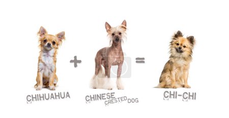 Foto de Ilustración de una mezcla entre dos razas de perros - chihuahua y perro de cresta chino dando a luz a un chi-chi - Imagen libre de derechos