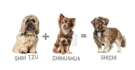 Foto de Ilustración de una mezcla entre dos razas de perros - chihuahua y shih tzu dando a luz a un Shichi - Imagen libre de derechos