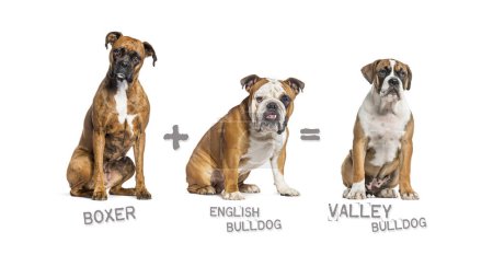 Illustration of a mix between two breeds of dog - boxer and english bulldog giving birth to a valley bulldog