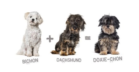 Illustration of a mix between two breeds of dog - Bichon and Dachshund giving birth to a 3