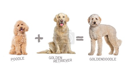 Photo for Illustration of a mix between two breeds of dog - poodle and Golden retriever giving birth to a Goldendoodle - Royalty Free Image