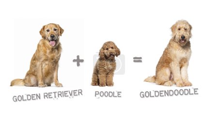 Téléchargez les photos : Illustration d'un mélange entre deux races de chiens - Golden retriever et caniche donnant naissance à un goldendoodle - en image libre de droit