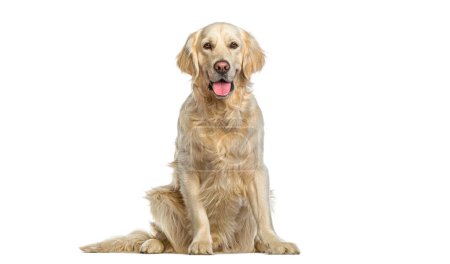 Photo for Golden Retriever Sitting,  panting and looking at the camera, isolated on white. Remastered - Royalty Free Image