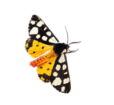 Dorsal side of a Cream-spot tiger moth, Arctia villica, Erebidae  family, isolated on white