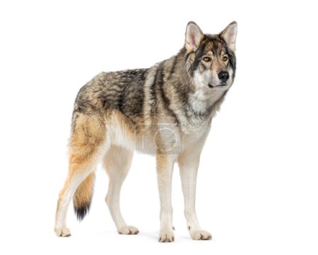 Téléchargez les photos : Timber Shepherd une sorte de Wolfdog, détournant les yeux, isolé sur blanc - en image libre de droit