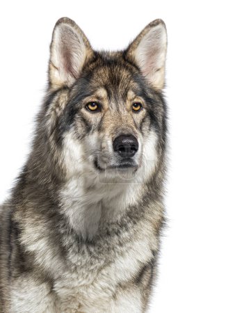 Photo for Head shot of a Timber Shepherd a kind of wolf dog very similar to a wolf, looking at the camera, Isolated on white - Royalty Free Image