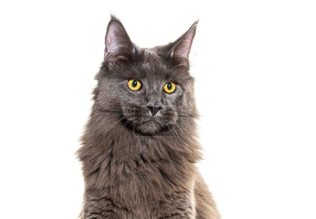 Photo for Head shot portrait of a grey Maine coon cat looking away, isolated on white - Royalty Free Image