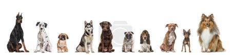 Foto de Many different breeds dogs sitting together in a row, looking at the camera, isolated on white - Imagen libre de derechos