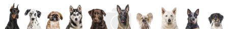 Foto de Retrato de tiro en la cabeza de muchos perros de raza diferentes lado a lado, aislado en blanco - Imagen libre de derechos