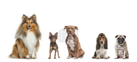 Téléchargez les photos : Cinq chiens de races différentes assis ensemble dans une rangée, regardant la caméra, isolé sur blanc - en image libre de droit