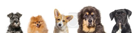Foto de Retrato de cinco perros de raza diferentes uno al lado del otro, aislados en blanco - Imagen libre de derechos