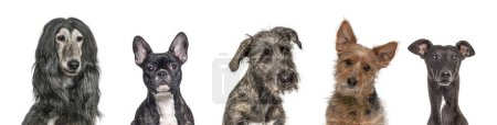 Téléchargez les photos : Portrait de cinq chiens de race différente côte à côte, isolés sur blanc - en image libre de droit