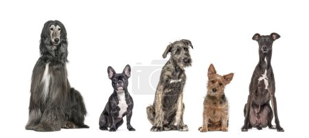 Foto de Cinco perros de diferentes razas sentados juntos en fila, mirando a la cámara, aislados en blanco - Imagen libre de derechos