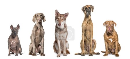 Foto de Cinco perros de diferentes razas sentados juntos en fila, mirando a la cámara, aislados en blanco - Imagen libre de derechos